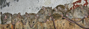 Rodent infestation in crawl space representing rodent control and removal services in Los Angeles