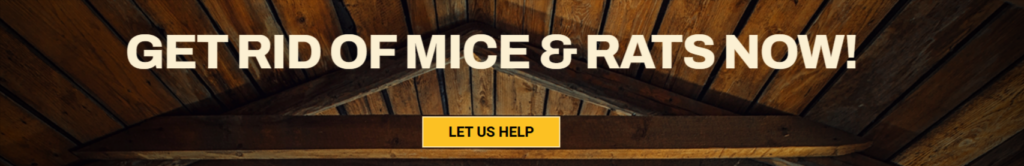 Contact us for Rodent and mice control services