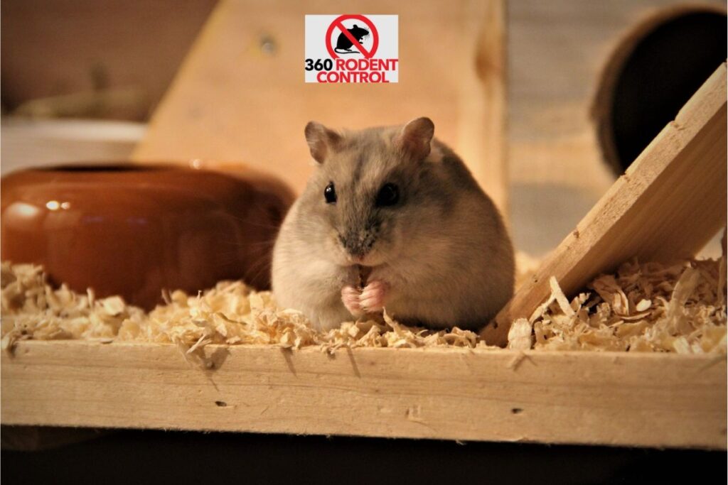 Rodent Inspection Checklist in Orange County