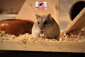 Rodent Inspection Checklist in Orange County