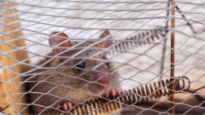 best company for attic rat infestation in Los Angeles