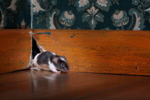 Remove Mice from Your Walls