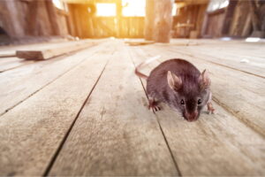how to get rid of rats in attic