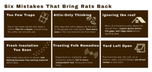 how to get rid of rats in attic