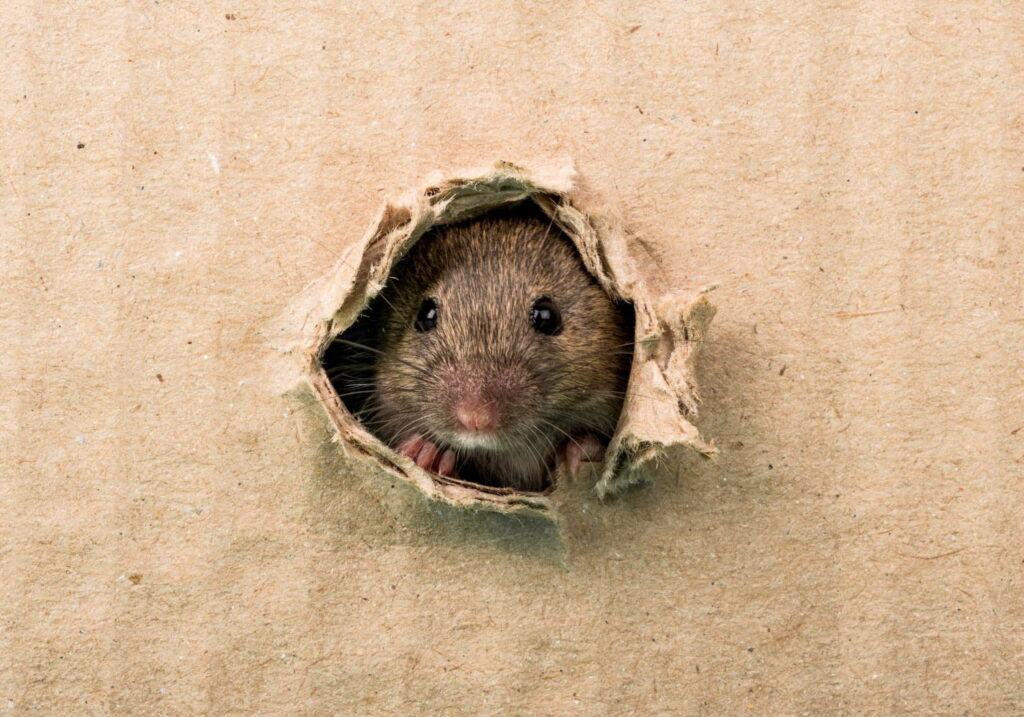 Remove Mice from Your Walls