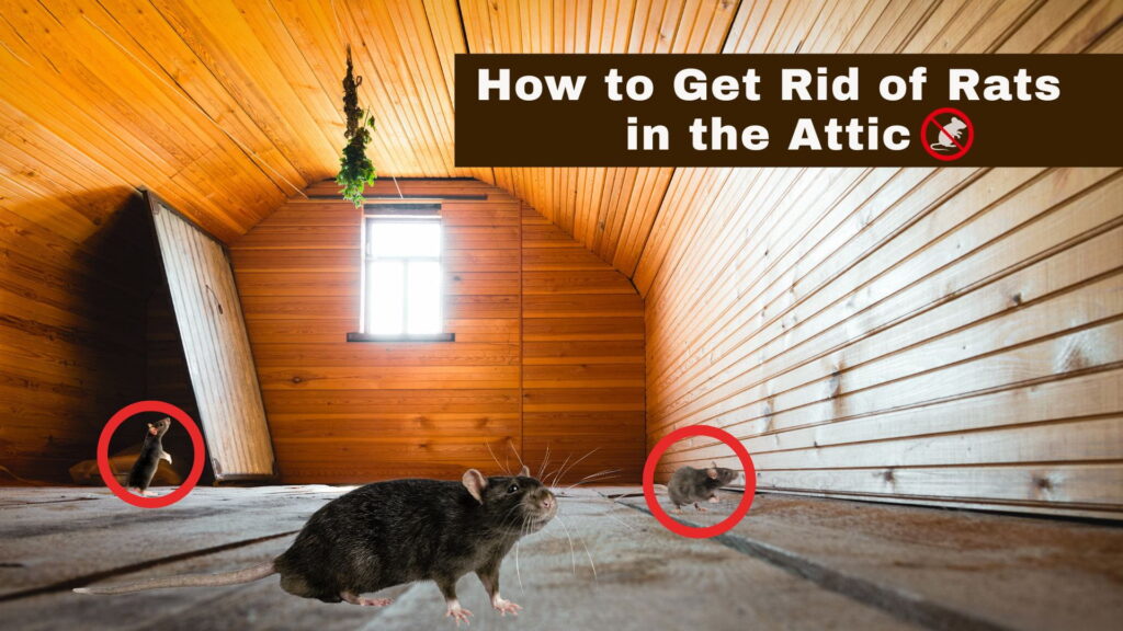 how to get rid of rats in attic