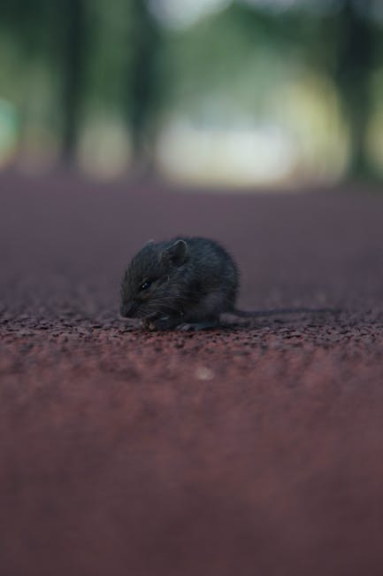 how to get rid of rats in attic