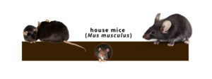 Remove Mice from Your Walls
