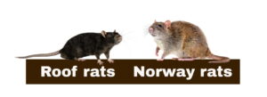 how to get rid of rats in attic