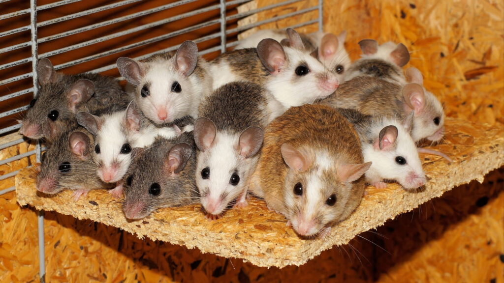 How to Get Rid of Mice Naturally