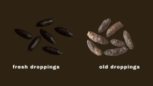 What Does Rat Poop Look Like?