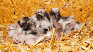 How to Get Rid of Mice Naturally