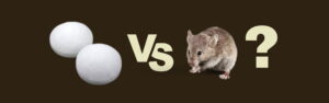 How to Get Rid of Mice Naturally