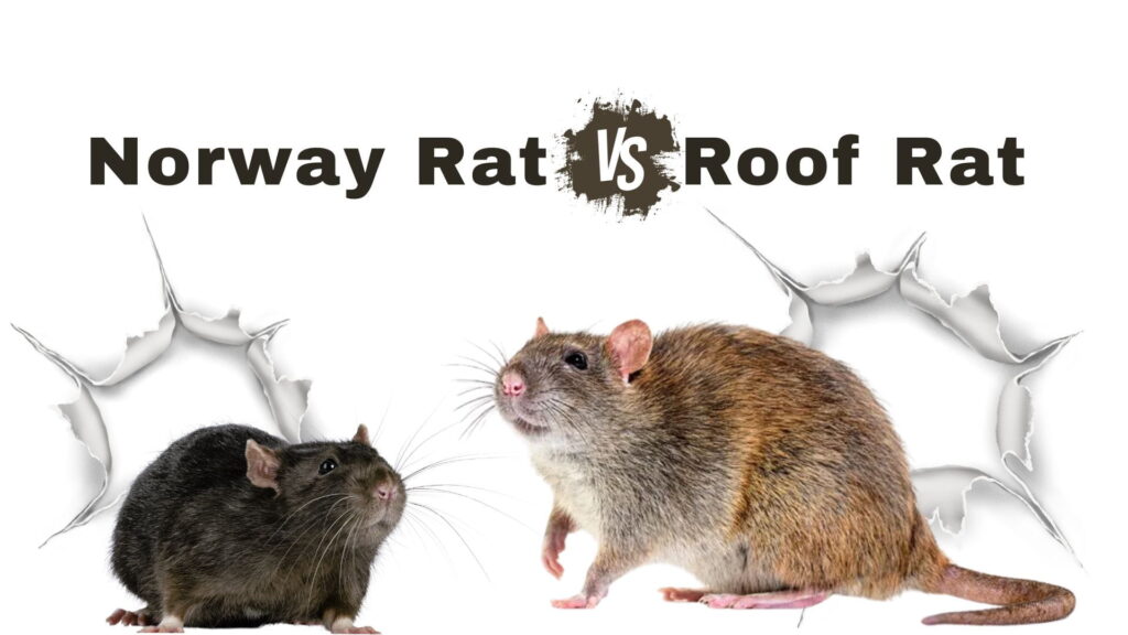Norway Rat vs Roof Rat