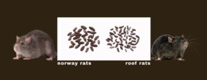 What Does Rat Poop Look Like?