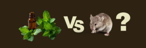 How to Get Rid of Mice Naturally