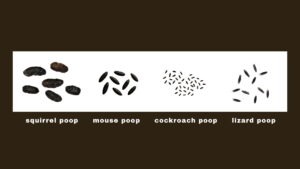 What Does Rat Poop Look Like?