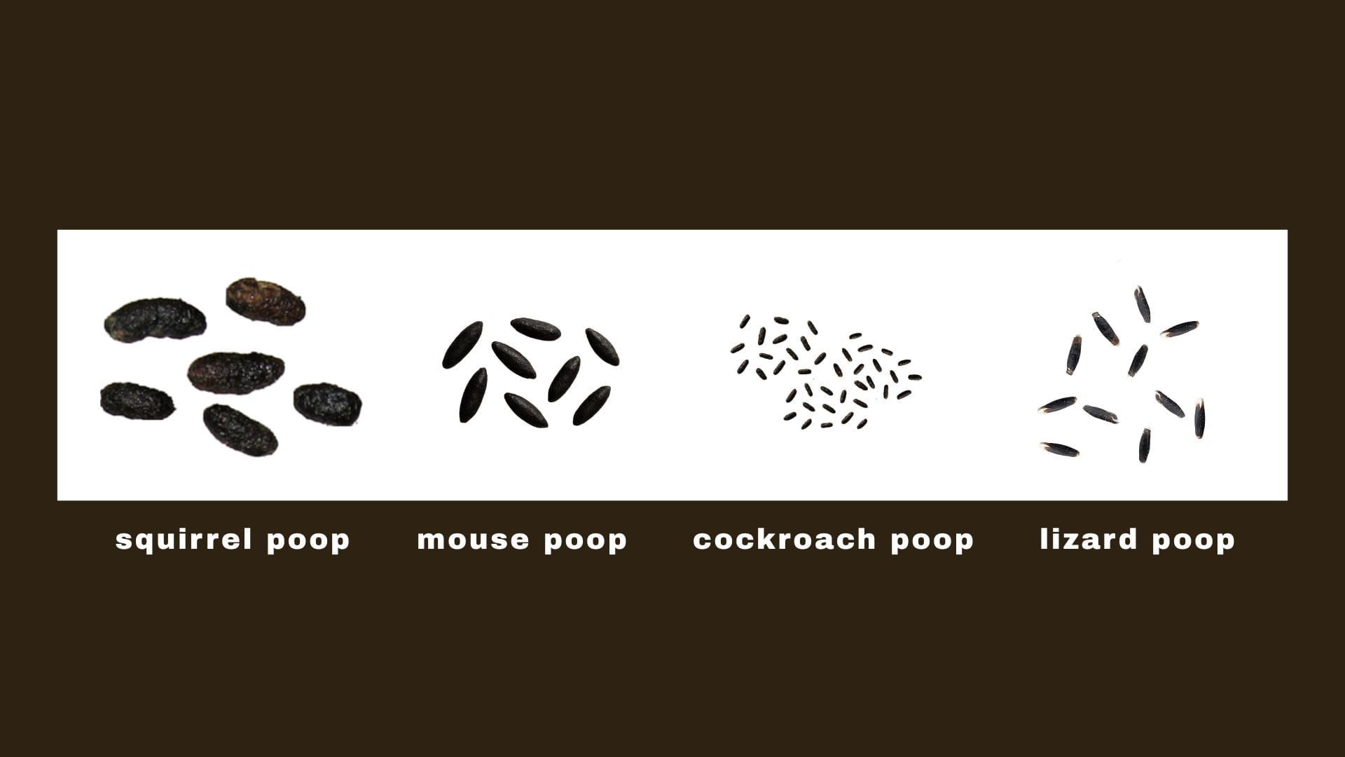 What Does Rat Poop Look Like? Identification Guide with Photos - 360 ...