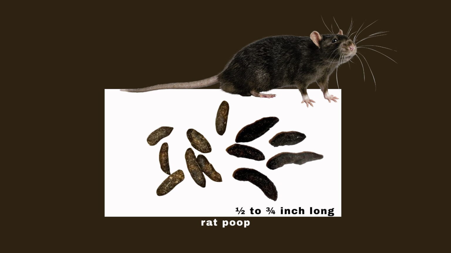 Poop Needles Rats What Does Rat Poop Look Like? Identification Guide with Photos - 360 ...