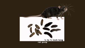 What Does Rat Poop Look Like?