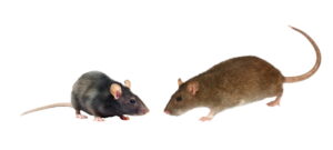 Norway Rat vs Roof Rat