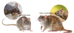 Norway Rat vs Roof Rat