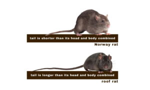 Norway Rat vs Roof Rat